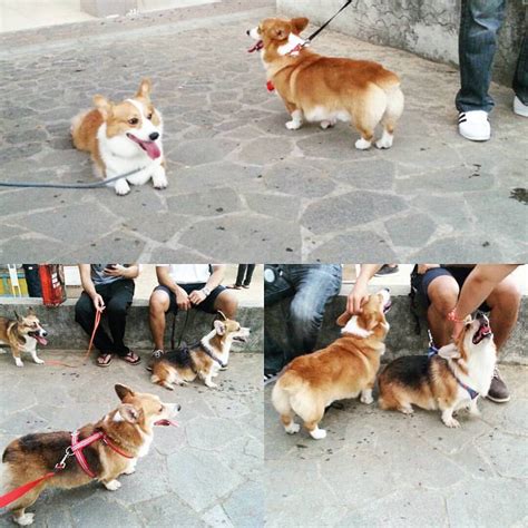 Corgis of Cebu .